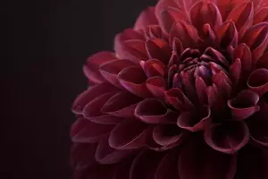 Descubre el misterio y la sofisticación de las flores de tonalidades oscuras para embellecer tu jardín
