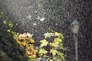 Cómo salvaguardar tus plantas de la excesiva humedad y evitar la aparición de hongos durante periodos de fuertes lluvias