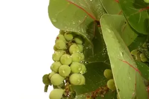 Coccoloba uvifera: Guía Completa para el Cultivo y Cuidado de la Uva de Mar