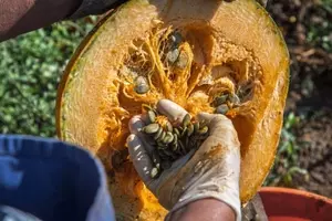 Guía Definitiva para la Recolección, Conservación y Siembra de Semillas Vegetales Caseras
