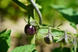 El Tomate 'Indigo Rose': Una Revolución en el Huerto y la Nutrición