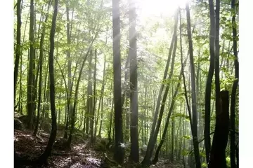 La Madera de Tensión: El Secreto de los Árboles para Enderezar sus Troncos