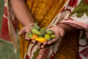 Solidaridad, EWS-KT y East-West Seed Fortalecen Alianza para Agricultores en Asia y África