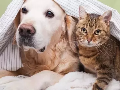 Treat Your Pets Right with Zooplus: The Ultimate Pet Paradise