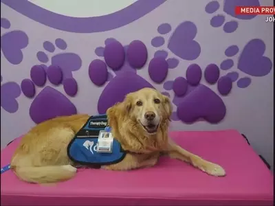 Brayden's Legacy: A Mission to Reunite Hospitalized Children with Their Beloved Pets