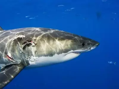 Anticipating Shark Week 2025: A Deep Dive into Marine Programming