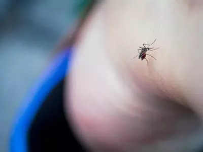 Unveiling Unexpected Strategies to Deter Mosquitoes