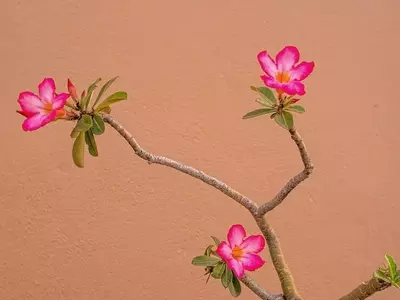 La Influencia Floral del Zodiaco: Conectando Signos y Naturaleza
