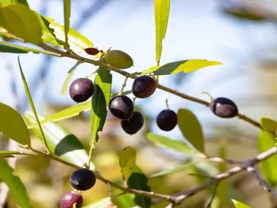 Acebuche y Olivo: Diferencias Clave entre el Olivo Silvestre y el Cultivado