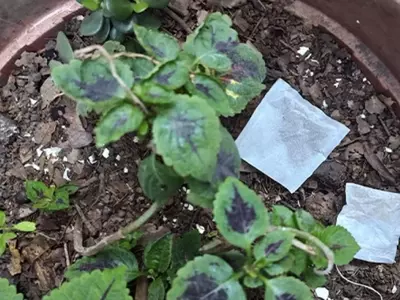 Transforma tu Jardín: El Poder Oculto de las Bolsitas de Té Usadas