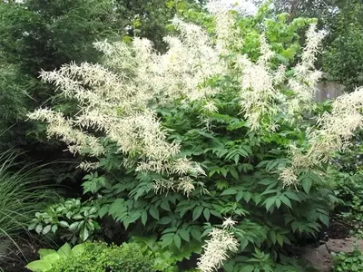 Aruncus Dioicus: Un Tesoro para Jardines Sombreados y Húmedos