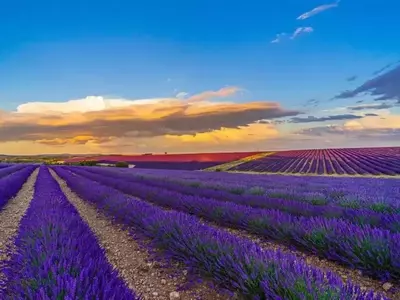 La Lavanda en España: Un Espectáculo Natural y Cultural