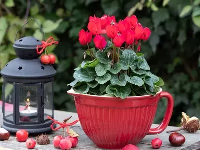 Plantas: El Regalo Perfecto y Simbólico para una Amiga Especial