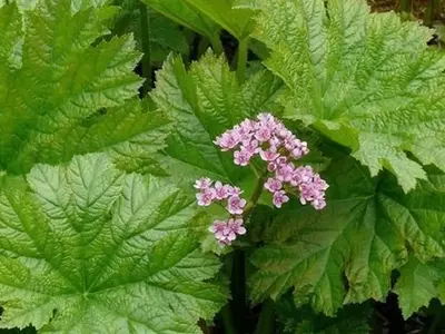 La Darmera Peltata: Una Joya Botánica con Historia y Versatilidad