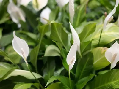 Spathiphyllum: La Guía Definitiva para el Cuidado y Embellecimiento del Lirio de la Paz