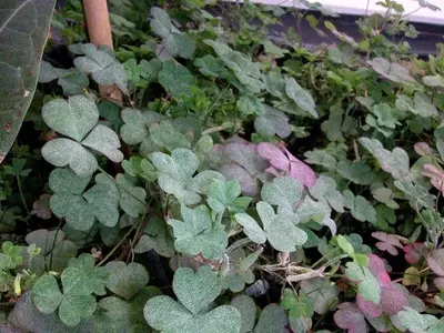 Innovación en el Control Biológico del Ácaro Cristalino del Aguacate: El Papel de Oxalis Corniculata