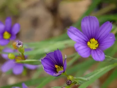 Sisyrinchium: La Joya Escondida de tu Jardín