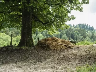 Tilo: El Árbol Ancestral de la Salud y la Belleza Natural
