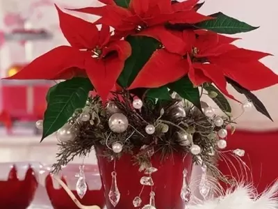 La Flor de Pascua: Un Símbolo Festivo de Belleza y Esperanza