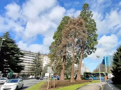 El Futuro de las Secuoyas Urbanas: Un Debate entre Conservación y Ciudadanía en Donostia