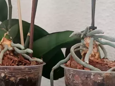 Desvelando el Misterio del Velamen Radicum en Orquídeas: Más Allá de la Fotosíntesis