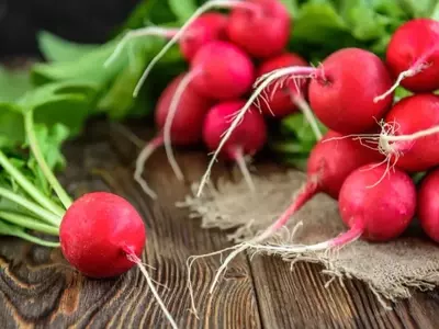 Cultivo invernal de rábano: guía esencial para una cosecha exitosa