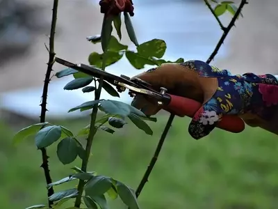 El Arte de la Poda Invernal: Cuidado Esencial para un Jardín Vibrante