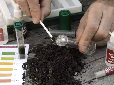 Dominando el pH del Suelo: Guía Esencial para el Crecimiento Óptimo de tus Plantas