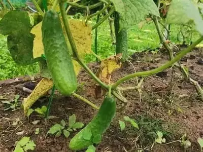Secretos para Prevenir el Amargor en los Pepinos: Una Guía Integral para Jardineros