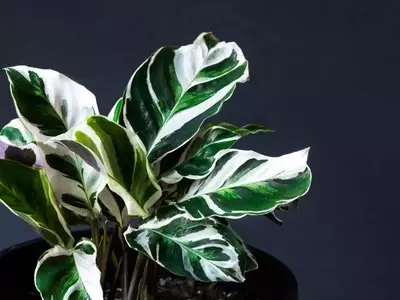 Guía Completa para el Cultivo y Cuidado de la Fascinante Calathea Green Fusion