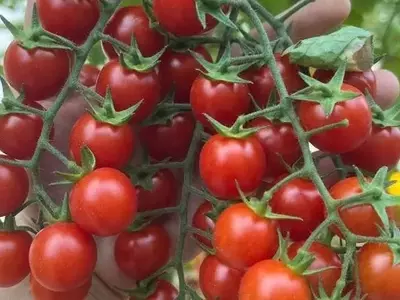 Secretos Genéticos del Tomate: Avances en Fitomejoramiento y Farmacología