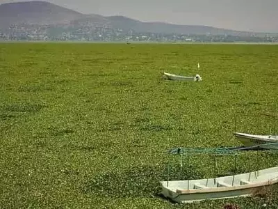 La Transformación de una Plaga Acuática en Riqueza Agrícola: El Jacinto de Agua como Fuente de Fertilizantes Sostenibles