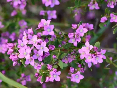 Boronia Crenulata: Guía Completa de Cultivo, Cuidado y Adquisición
