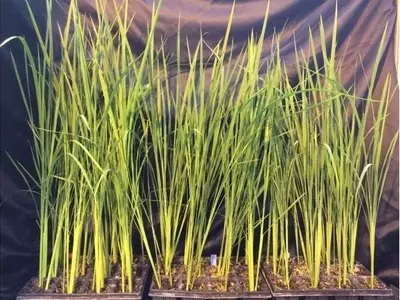 Cosecha Futura: Cultivando Alimentos en el Espacio Profundo