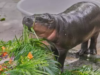 Moo Deng, the Pygmy Hippo, Celebrates First Birthday with Global Fanfare