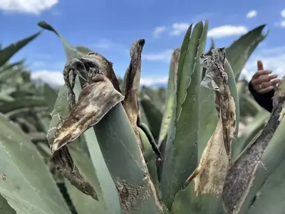 El Maguey: Un Símbolo Cultural Mexicano Amenazado por la Modernización y Prácticas Ilícitas