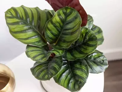 Descubriendo la Calathea Grey Star: Una Joya Tropical para tu Hogar