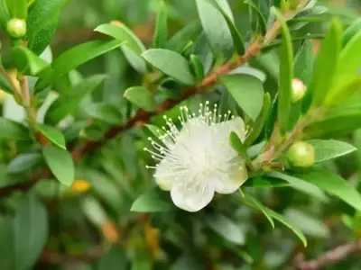 Azaleas: Belleza y Resistencia en el Paisajismo Moderno