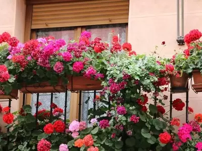 Jazmín: Esencia Aromática y Significado Cultural Profundo