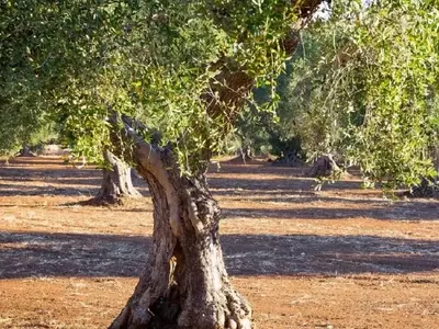 Trichoderma: Un Hongo Beneficioso para Proteger los Olivos de Enfermedades