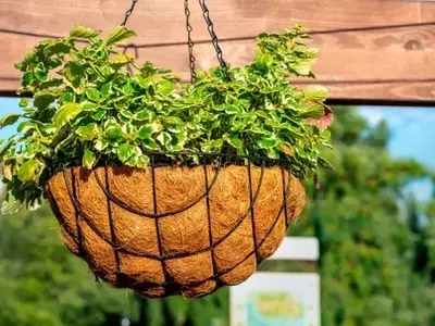 Cestas Colgantes: El Arte de la Jardinería Aérea