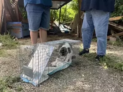Hope Amidst the Havoc: Volunteers Unite to Reunite Pets with Owners After Devastating Texas Floods