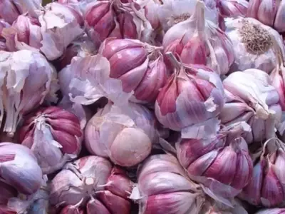 Pimientos Morados: La Joya Violeta de la Gastronomía y la Horticultura