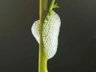 Alerta Fitosanitaria: Xylella fastidiosa Detectada en Modugno y Estrategias de Contención en Puglia