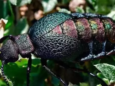 Escarabajos: Asombrosas Revelaciones en Biodiversidad y Tecnología