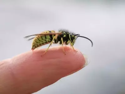 Avispas: Guía Completa para Entender, Prevenir y Tratar sus Picaduras, y Combatir la Especie Asiática