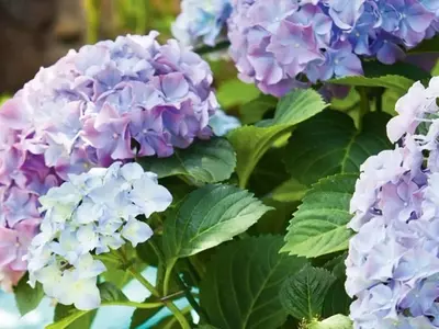 Cultivo y Cuidado de las Hortensias Mini: Una Guía Completa para Jardineros