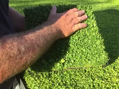 Dichondra repens: La Alternativa Segura y de Bajo Mantenimiento para Jardines con Mascotas