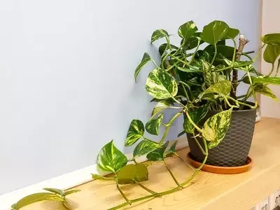 Epipremnum Aureum: La Joya Versátil de la Jardinería Interior