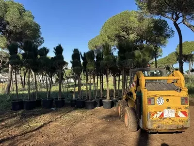 Reverdeciendo Ciudades: La Imperativa de Árboles y Arbustos en la Lucha Climática